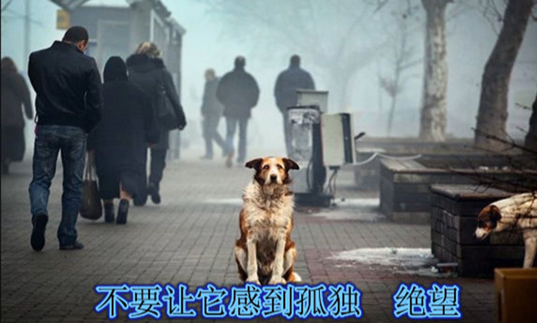 铜梁爱影圈微博微信转发案例